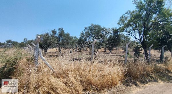 Rw Nefes'ten Burhaniye Hisar'da Satılık 4787 M² Zeytinlik