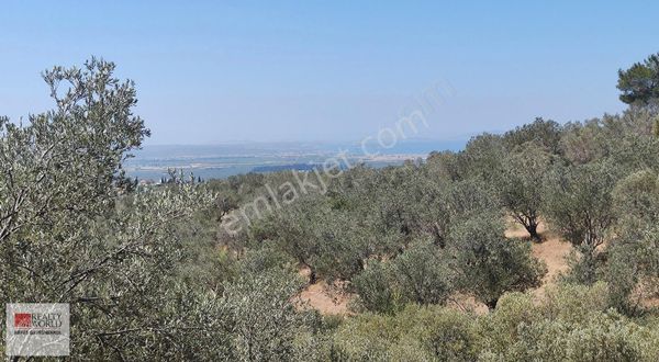 Rw Nefes'ten Karaağaçta Acil Satılık Zeytinlik, Bu Fiyata Yok