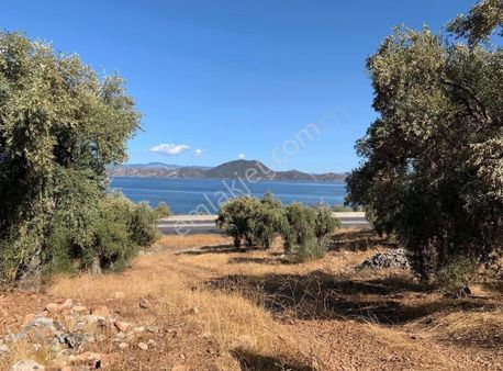 Milas'ta 5.600 M² Kullanımlı , Göl Manzaralı Zeytinlik