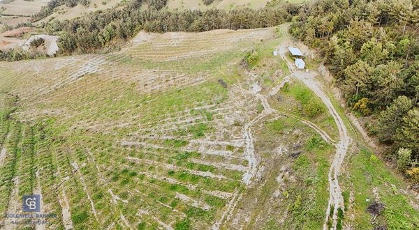 Manisa Ahmetli'de Satılık 85 Dönüm Tek Tapu Zeytinlik