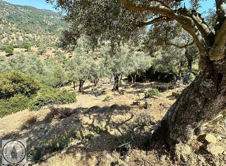 Aydın Koçarlı Çallısağır Mah De 1.950 M² Zeytinlik