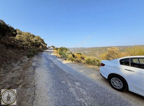 Söke Avcılar Mah De 3.200 M² Asfalt Kenari Zeytinlik