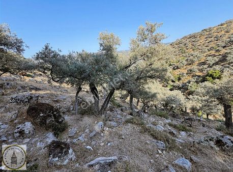 Söke Avcılar Mah De 1.750 M² Yol Kenari Zeytinlik