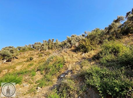 Aydın Koçarlı Güdüşlü Mah De 940 M² Zeytinlik