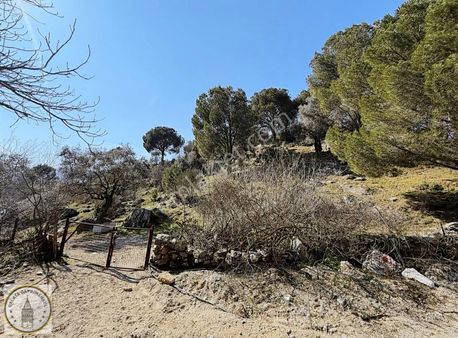 Aydın Koçarlı Çallısağır Mah De 24,624 M² Zeytinlik Ve Çamlık