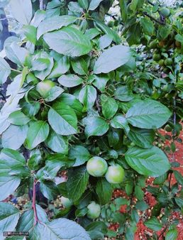 Sulutas Ta Elektrik Ve Suyu Bağlı Hazır Bahçelik Yer