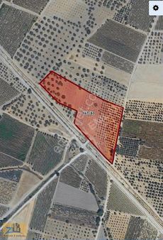 Paşaköy'de Satılık Yola Sıfır Fırsat Zeytinlik Ve Tarla