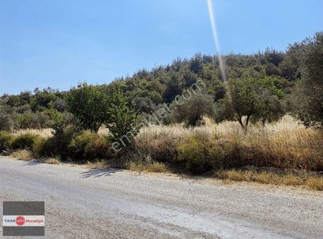 Muradiye Avdal'da Asfalta Sıfır Yatırımlık Tarla