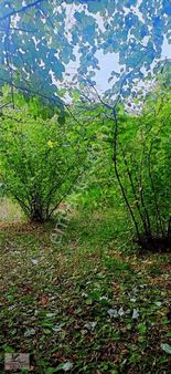 Kandıra Mancarlar Köyünde 3.455 M2 Fındık Bahçesi Doğa Harikası