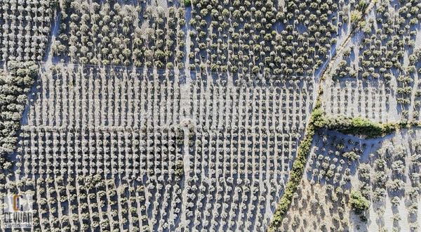 Erdelli' De Satılık Zeytinli Tarla