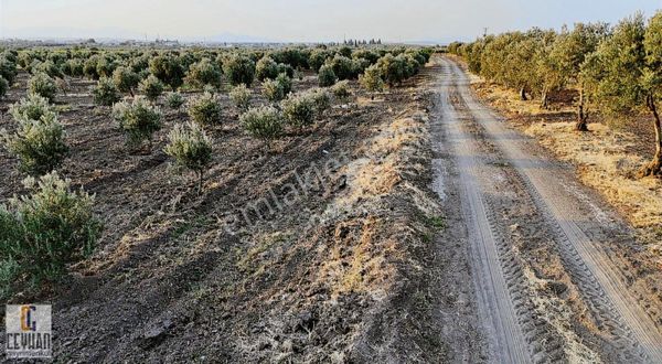 Kapaklı' Da Satılık Zeytinli Tarla