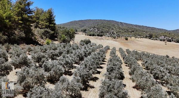 Gördes Çağlayan'da Baraj Manzaralı Satılık Tarla