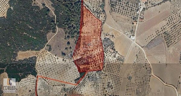 Şehitler Köyünde Satılık Zeytinli Tarla