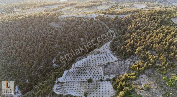 Durasıl'da Satılık Zeytinli Tarla