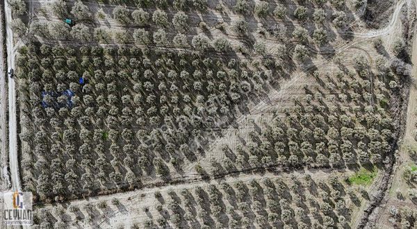 Ballıca'da Satılık Zeytinlik