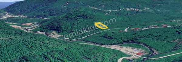 Perşembe Saray Mah. 1.876 M2 Fındık Bahçesi