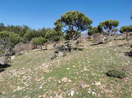 Gömeç Neşe Emlak Tan Kobaş Lar Mahallesin De Satılık Çamlık