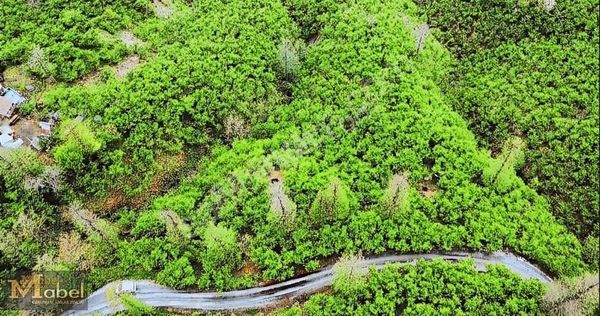 Fatsa Yassıbahçe Mahallesi Satılık 3600 M2 Arsa