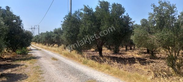 Akhisar Medar Da Meydan Düğün Salonu Civarı Satılık 9.000 M2 Zeytinlik