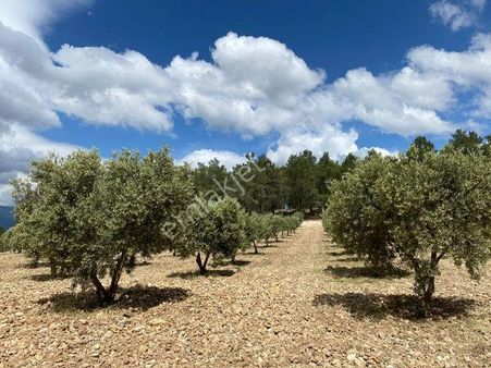 Aydın Karacasuda Bakımlı Verimli Zeytinlik 29.425 M2
