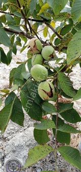 Balıkesir Ovabayındır 15 000 M2 Satılık Cevizlik