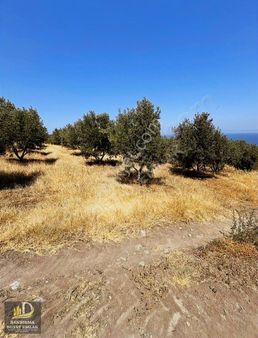 Detay'dan Musakça Mh. 4100m² 2 Parselden Oluşan Yatırım Fırsatı!