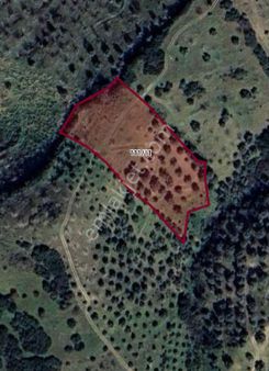 Ali Akdoğan Emlak Ofisinden Satılık Zeytinlik