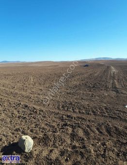 Bala Abazlı Sulak Alanda Tek Tapu Satılık Tarla