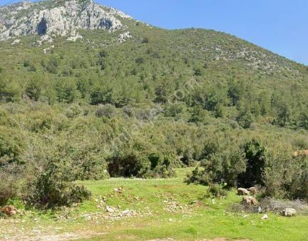 Limopol'den Fethiye Üzümlü Müstakil Parsel Zeytinlik