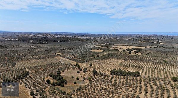 Geyikli Darıköy Satılık 5.700 M2 Zeytinlik