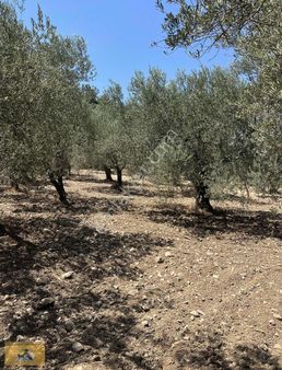 Öveçlide Anayola 1 Tarla 2.700dönüm Tek Tapu Süper Zeytinlik