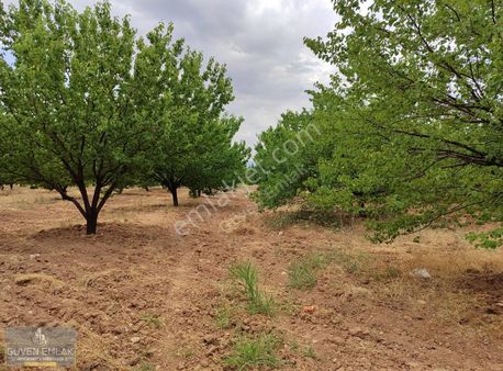 Güven Emlak'tan Akçadağ Doğu Mah Tek Parça 55 Dönüm Bahçe