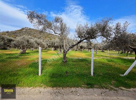 Tamer'den Resmi Yola Cepheli İmara Yakın Bakımlı Zeytinlik