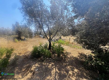 Jet'ten Zeytinlide Ulaşımı Çok Kolay 300m2 Hobi Bahçesi