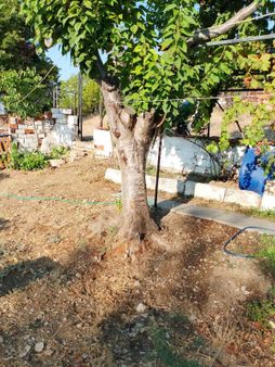 Manisa Sultan Yaylası 1000m2 Arsa İci 60m2 Ev 120.000tl Son