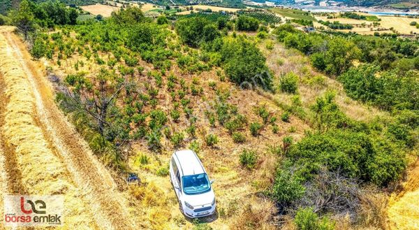 Fiyat Düştü Fırsat Naip'te Yolu Açık 2.804 M2 Satılık Üzüm Bağı