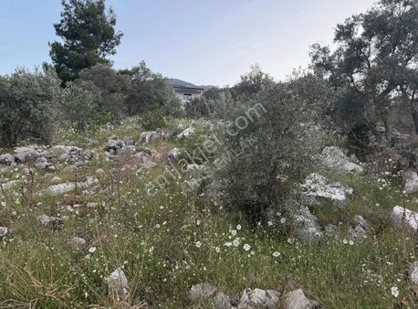 Esenköyde Satılık Tarla