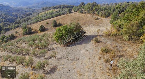 Osmangazi Selçukgazi Satılık 20 Dönüm Arsa Fırsat