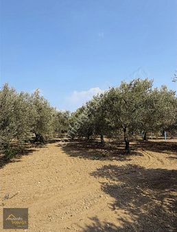 Mustafa Başyığıt Emlaktan Efendi Mh 2060 M2 Tarla