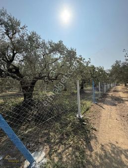 Mustafa Başyiğit Emlaktan Efendi Mh 376 M2 Tarla