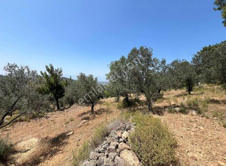 Akçay Köşem Emlaktan Burhaniyede 4707m2 Zeytinlik