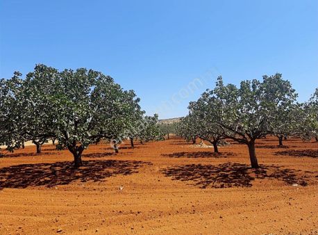 Özkanlar Gayrimenkul'den Havalimanı Yanında 50 Yaşında Fıstıklık