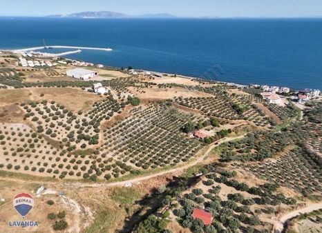 Satılık Tarla - Tekirdağ Şarköy Mürefte