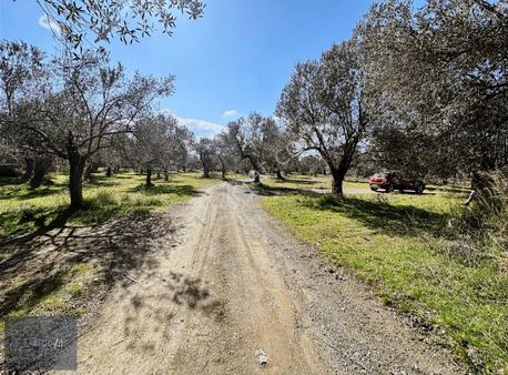 Boyut'tan Edremit Yolören'de Şebeke Su İçinde Satılık Zeytinlik
