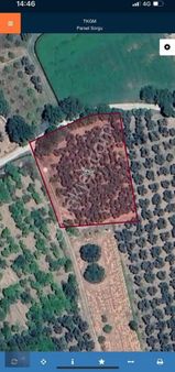 Boyut'tan Havran Büyükderede Kadastro Yoluna Cepheli Zeytinlik