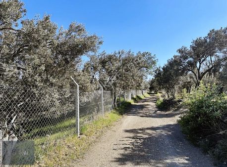 Boyut'tan Pınarbaşı Köyün'de 4.956 M2 Zeytinlik