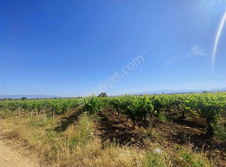 Yeşilova'da Satılık 19,739 M2 Bağ