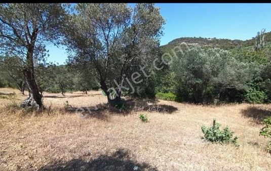 Bergama Koyuneli Mah. 3124 M2 Satılık Zeytinlik