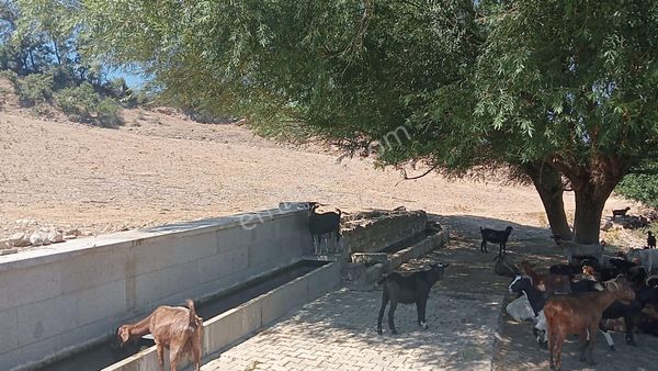 Çamoba Yaylasında Güneş Enerjisi Panali İçin Yatırmlık 9 Dekar Tarla