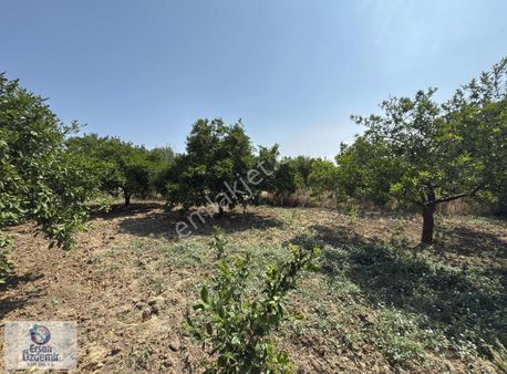 Ersan Özdemir İnşaattan Havran Tekke'de Muhteşem Mandalinlik